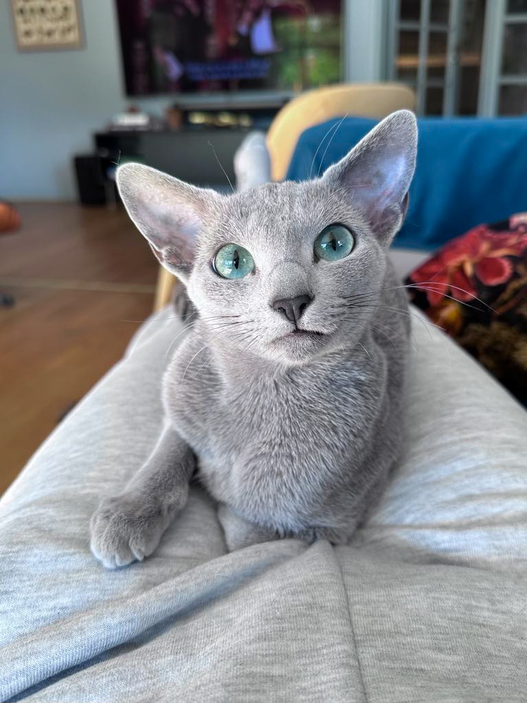 beautiful russian blue female cat sitting on human lap
