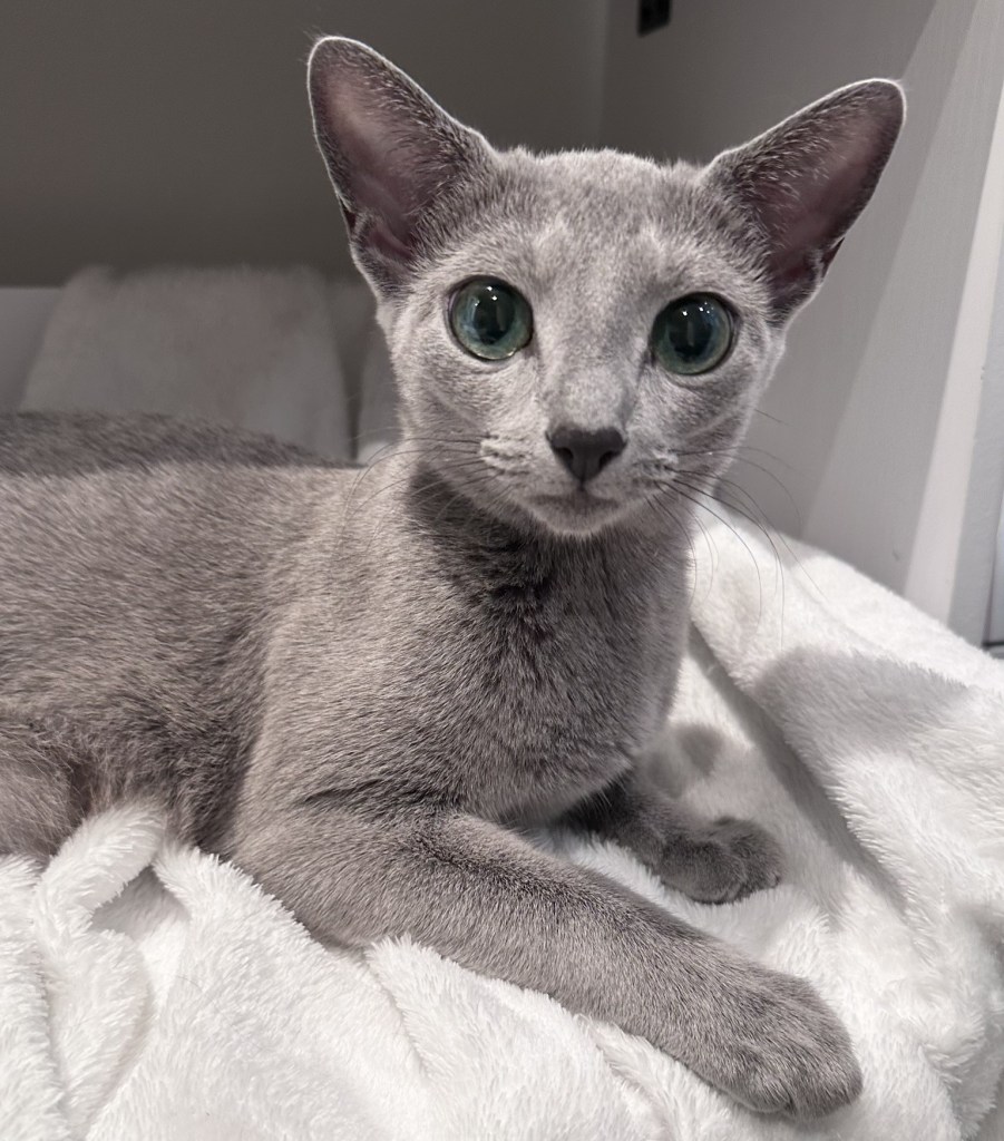 Russian Blue female Kitty, relaxing in her foster home.