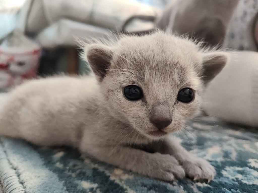 Russisk blå kattunge til salgs fra seriøs norsk oppdrett Furbonacci