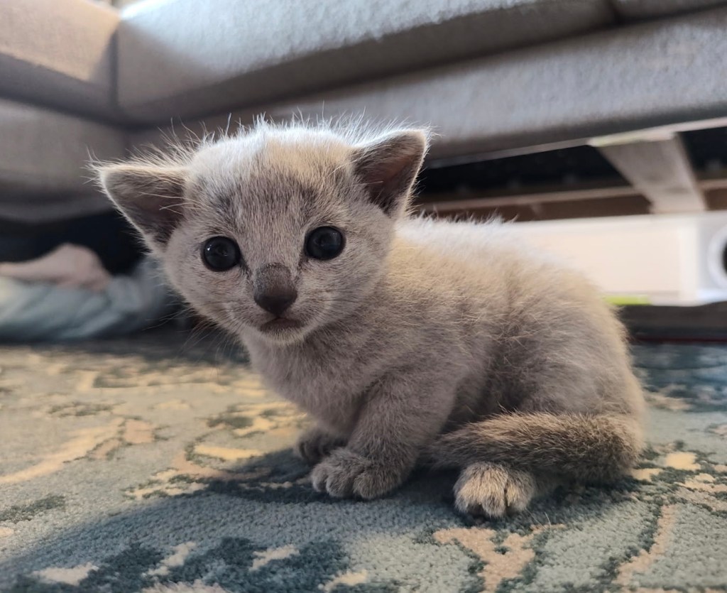 Russisk blå kattunge til salgs