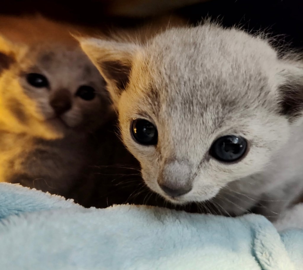 Russisk blå kattunge til salgs
