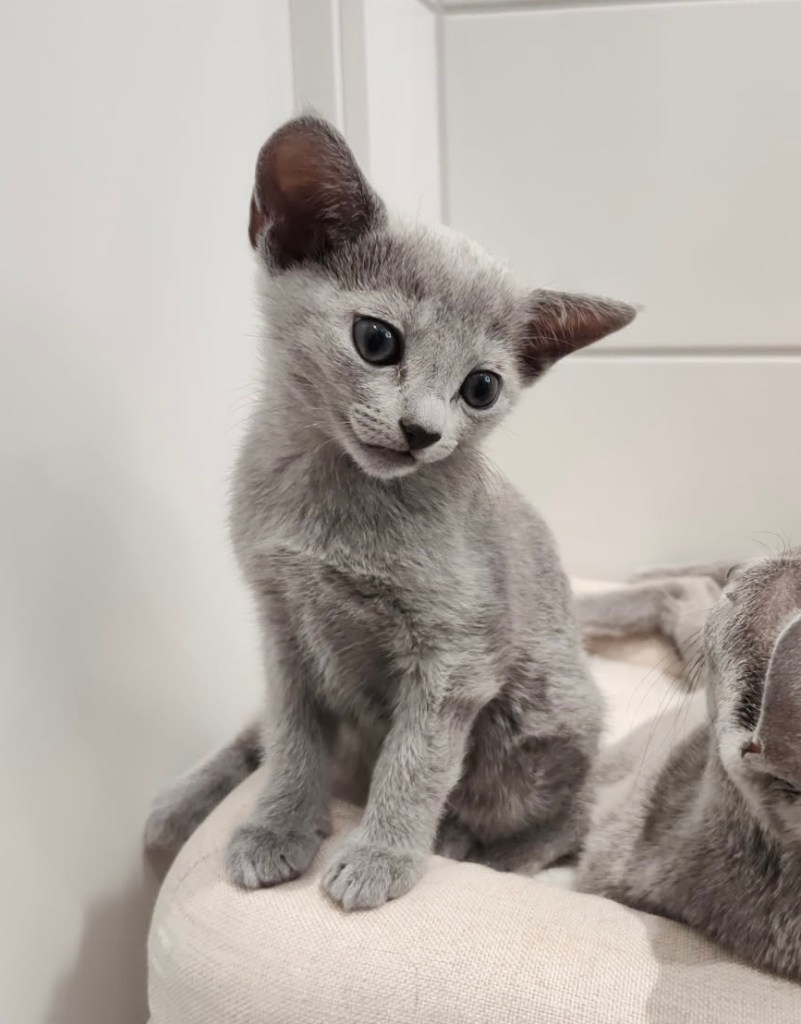 Russisk blå kattunge til salgs i Norge