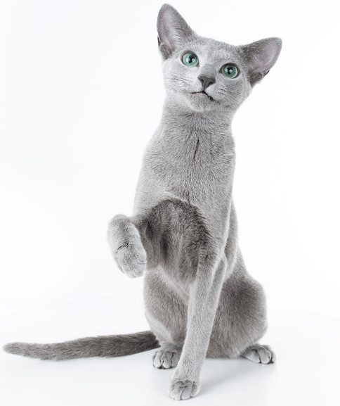Russian Blue female Skye, first queen of Furbonacci, lying elegantly with her bright green eyes.