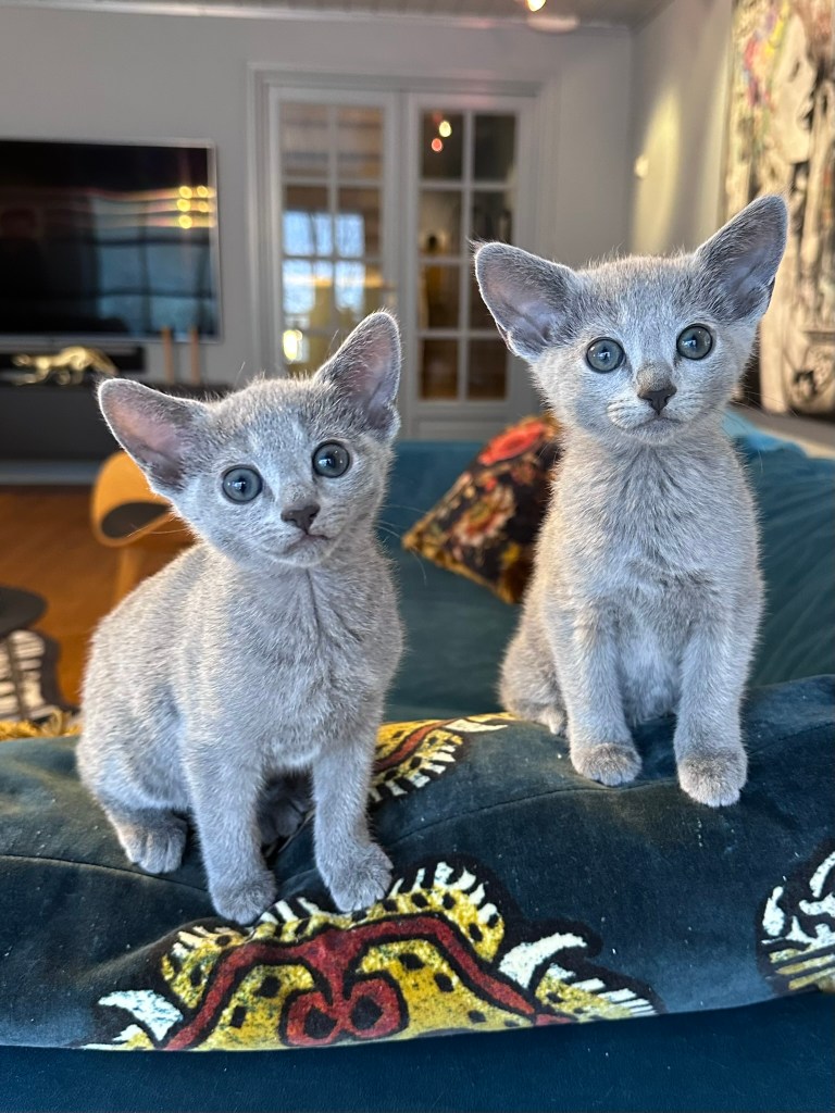 Two Russian Blue kittens sitting on a colorful blanket.
