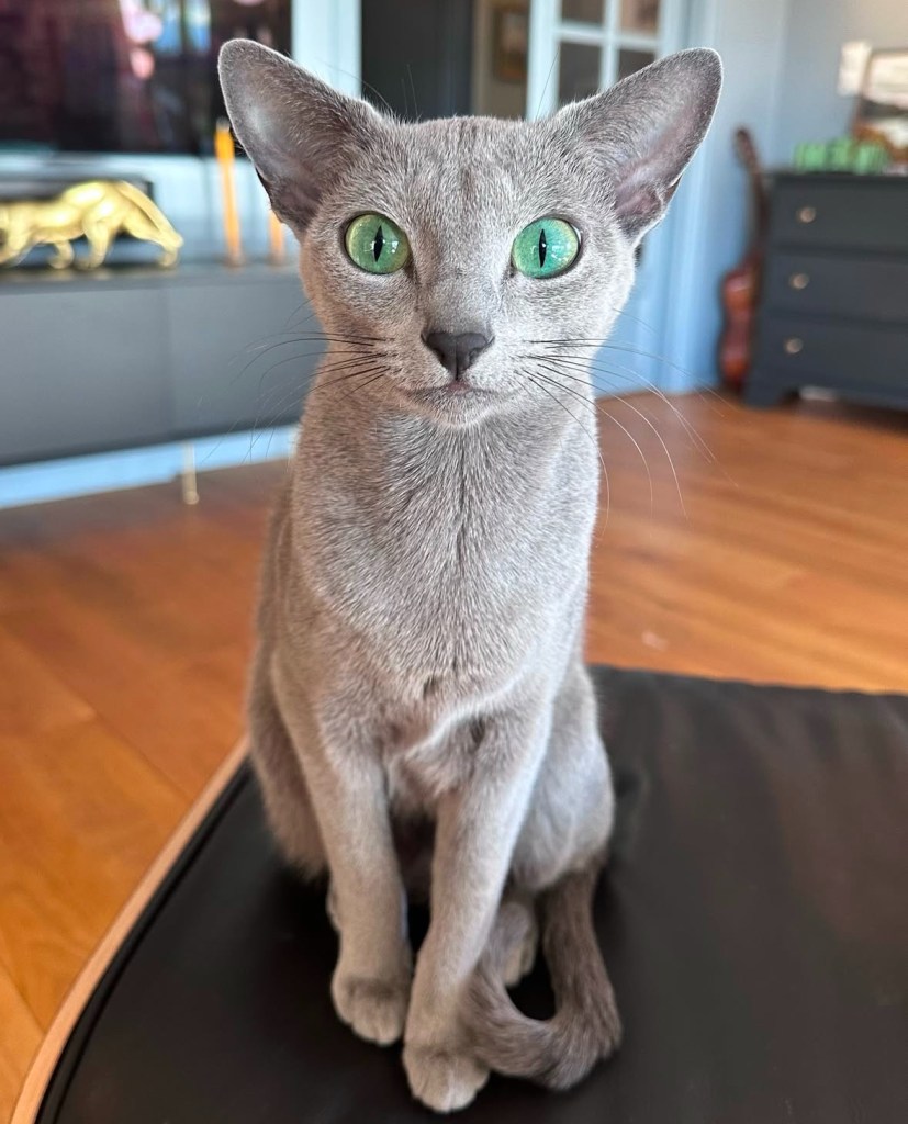 russian blue cat with large green eyes