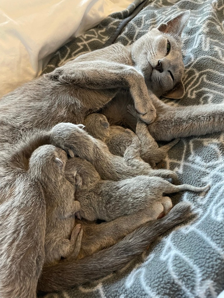 Russian blue queen with her new born kittens 