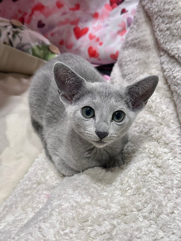 russian blue kitten furbonacci peach