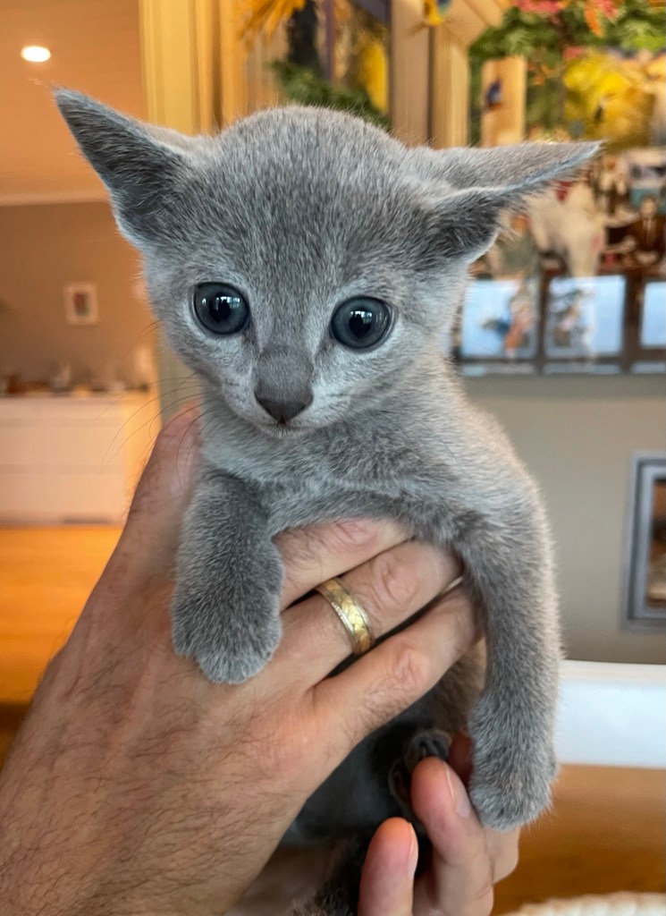 4 uker gammel russisk blå kattunge