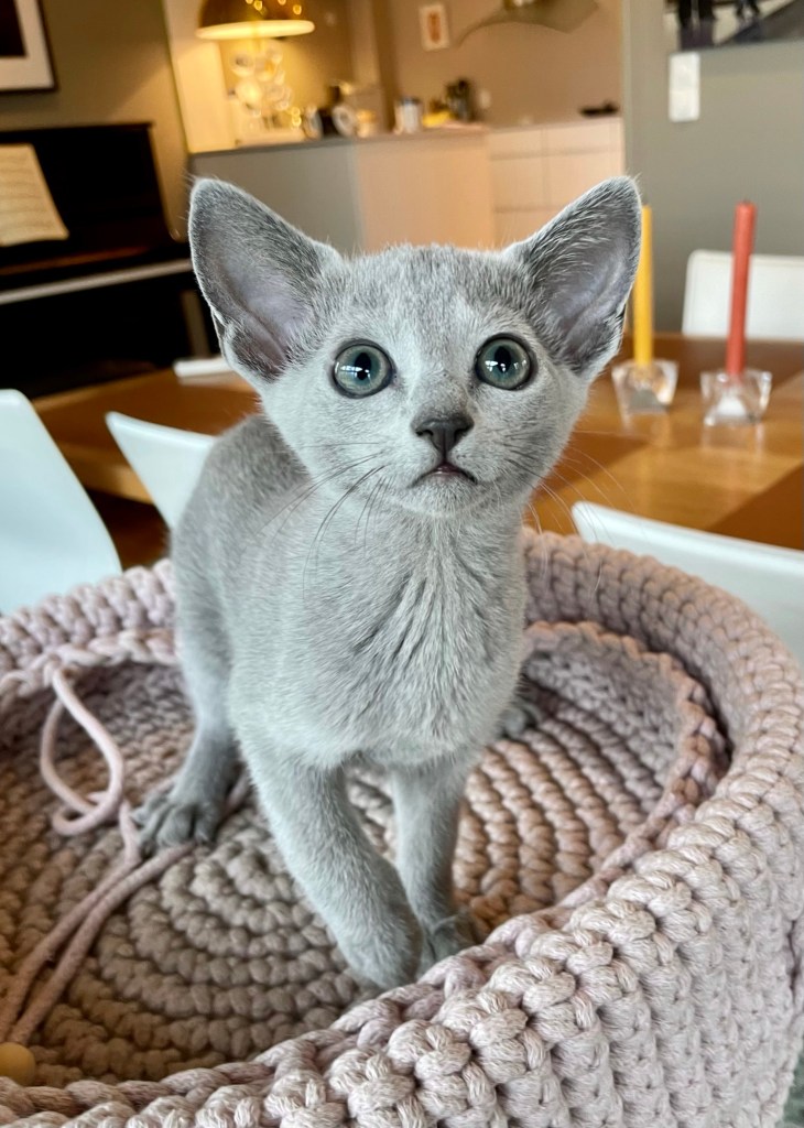 11 uker gammel russian blue kattunge