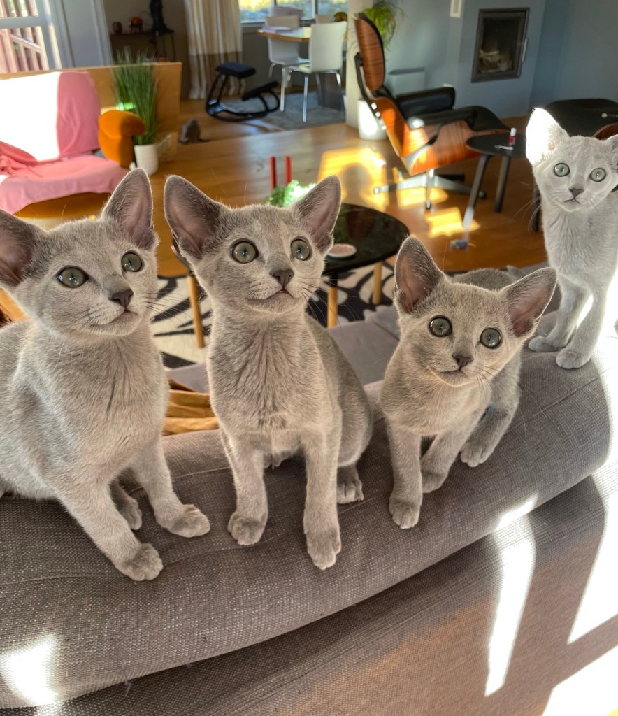 Curious little russian blue kittens from Furbonacci, russian blue cattery based in Norway