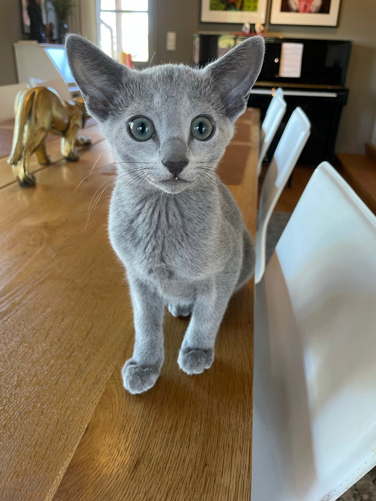 11 week old russian blue kitten