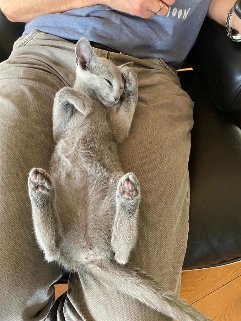 russisk blå kattunger koser seg på fanget til eieren sin