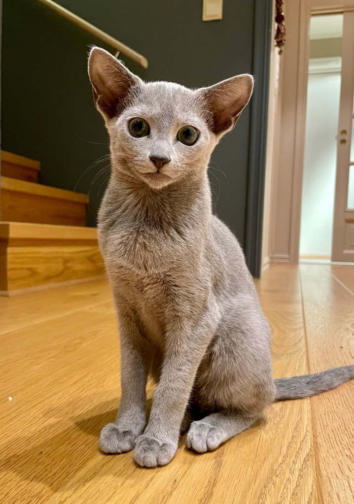 Beautiful russian blue girl from Furbonacci cattery in Norway
