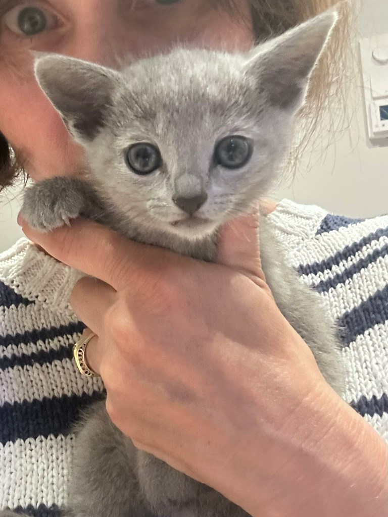 Russian blue kattunge til salgs fra norsk oppdrett