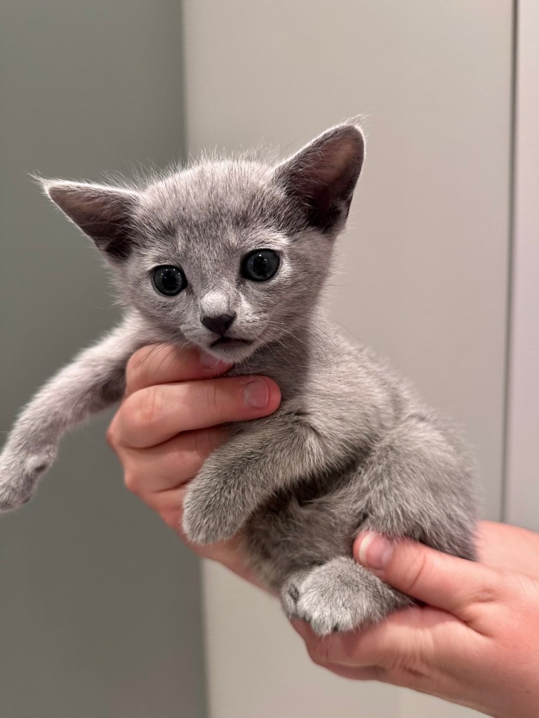 Russisk blå kattunge fra Furbonacci til salgs Norge