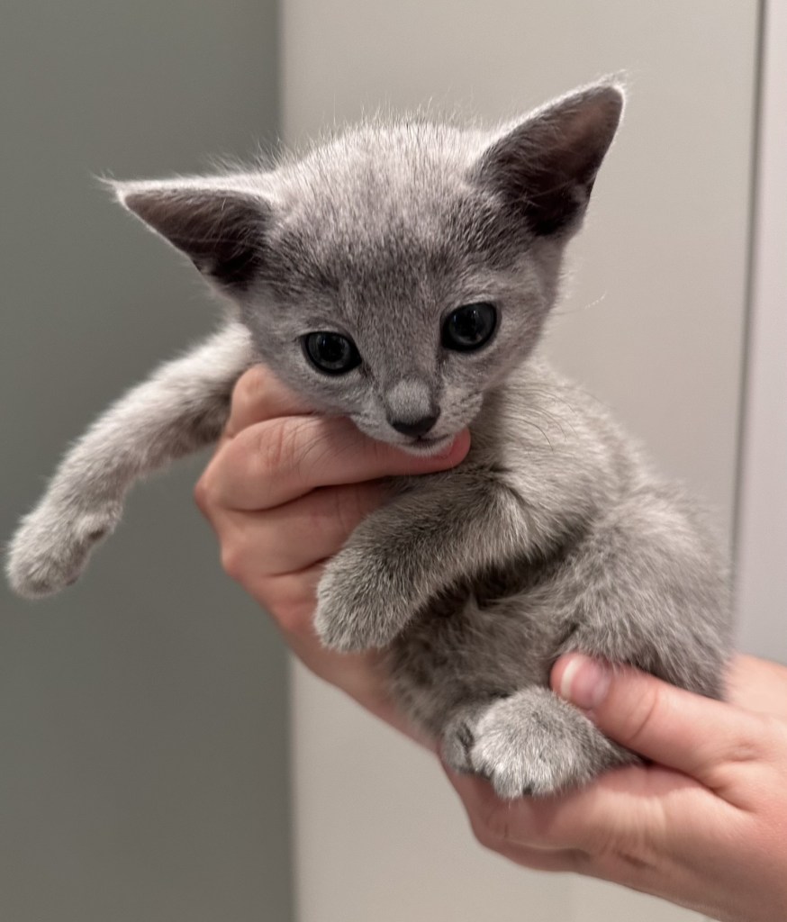 6 uker gammel russisk blå kattunge fra Furbonacci