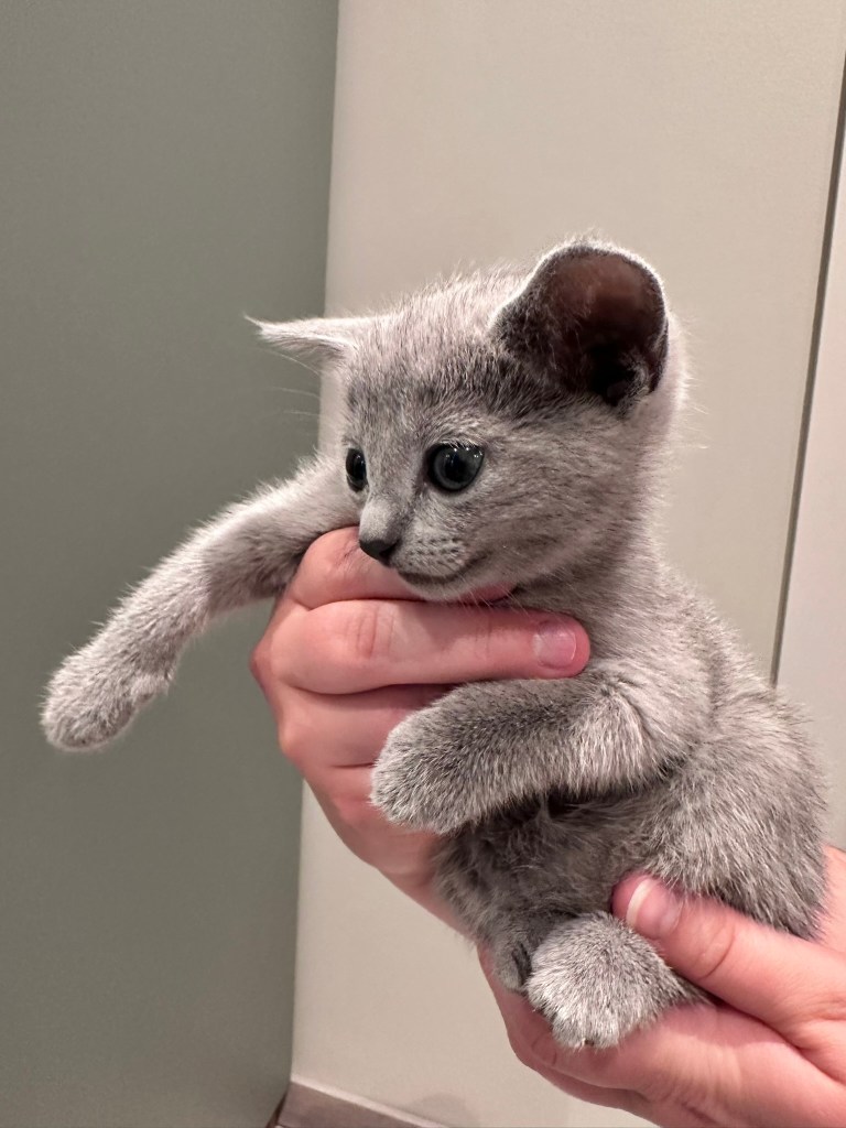 Russisk blå kattunge til salgs fra Furbonacci, Norge
