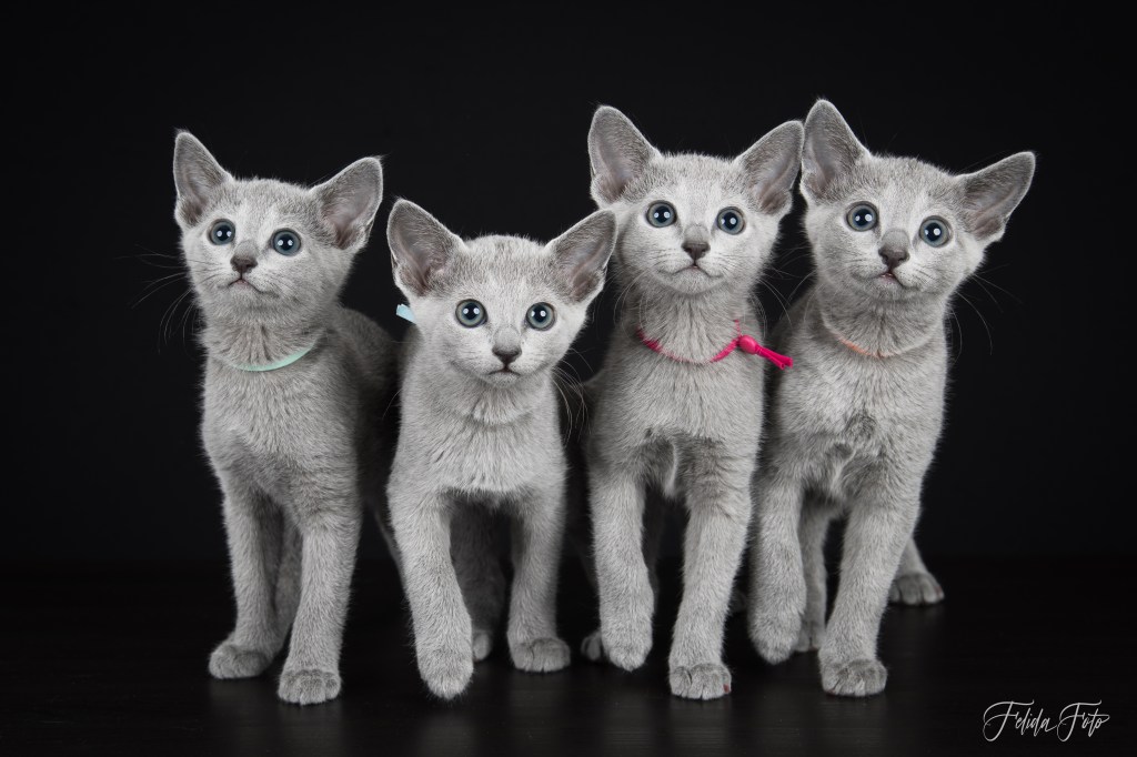 Russian Blue kittens posing for the camera