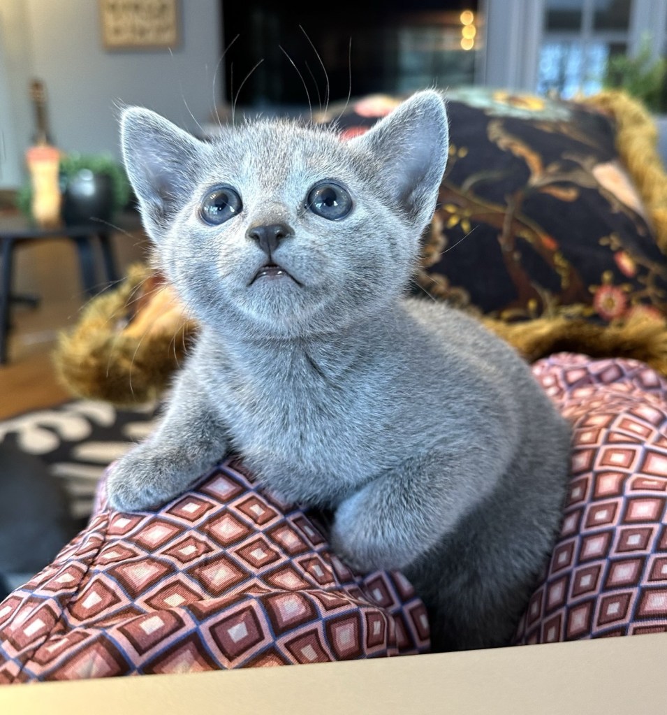 søt liten russian blue kattunge bare noen uker gammel fra furbonacci oppdrett i norge