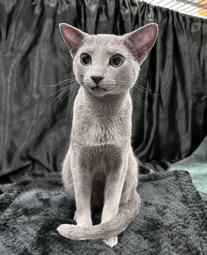 Russian Blue male Bellamy sitting gracefully with bright green eyes — Scandinavian Winner and National Winner.