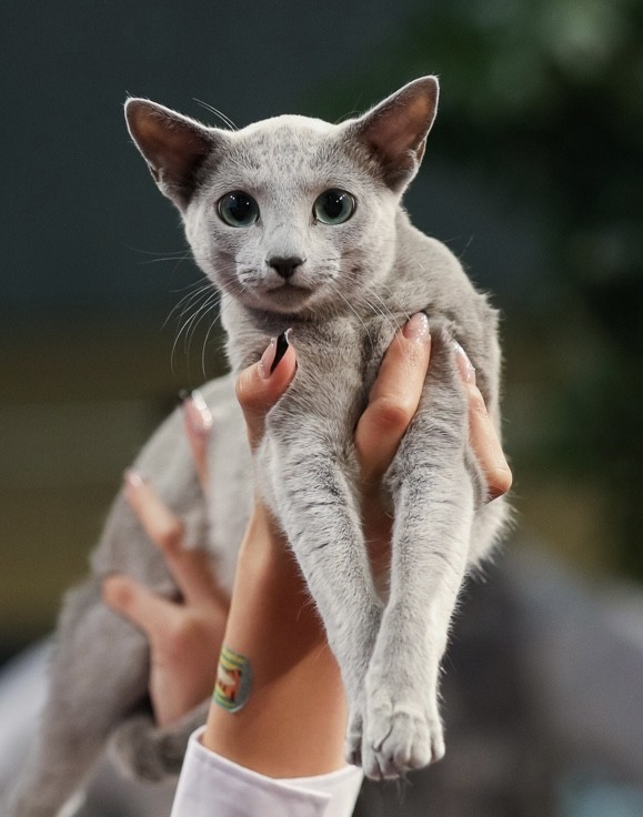 Russian Blue female CC looking calm and elegant, soft silvery coat, FIFé World Winner Show nominee.