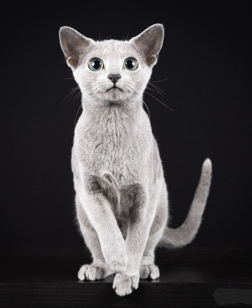 Russian Blue female Melody with bright expressive eyes, full of playful energy.