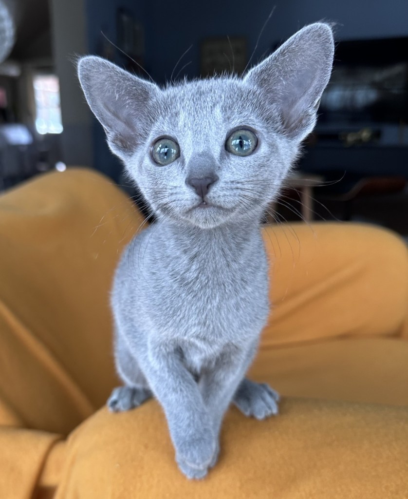 russian blue kitten from furbonacci cattery in norway