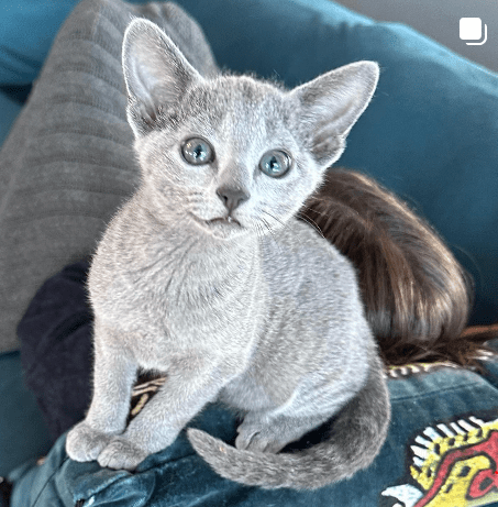 russian blue kitten from furbonacci cattery in norway
