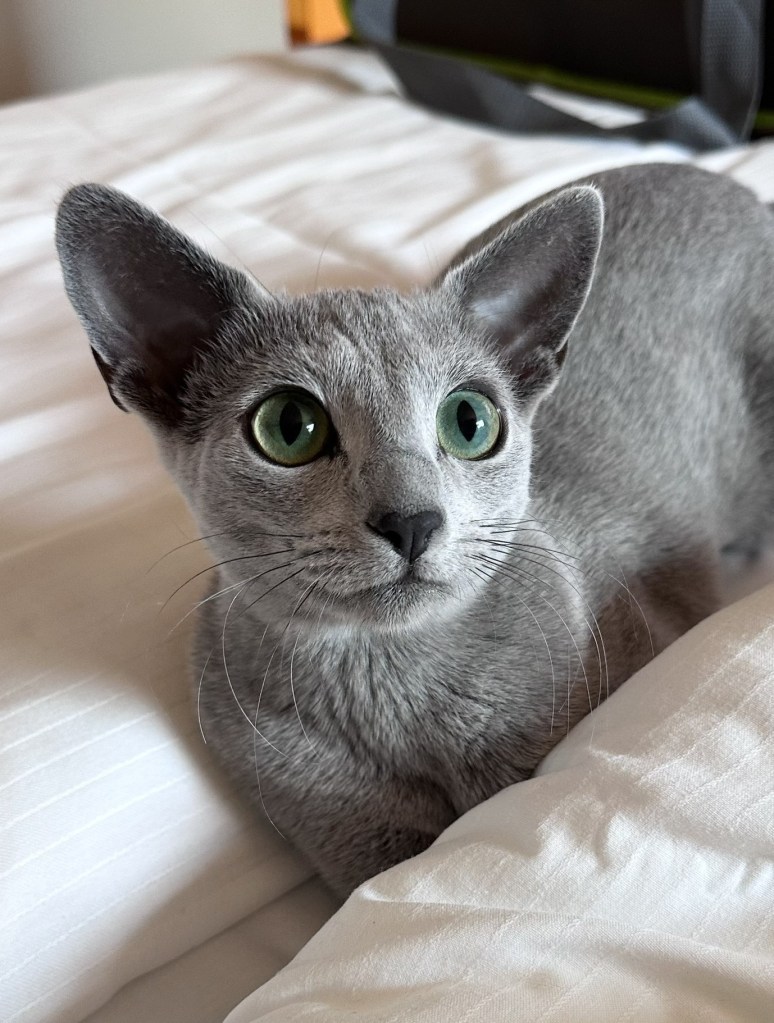 Russian Blue female Peach, gentle and affectionate, sitting calmly and watching her surroundings.