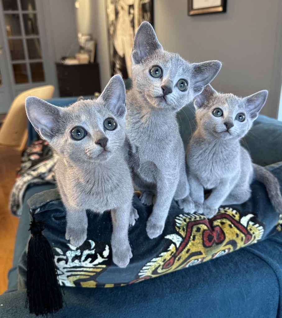 russian blue kittens from furbonacci cattery in norway