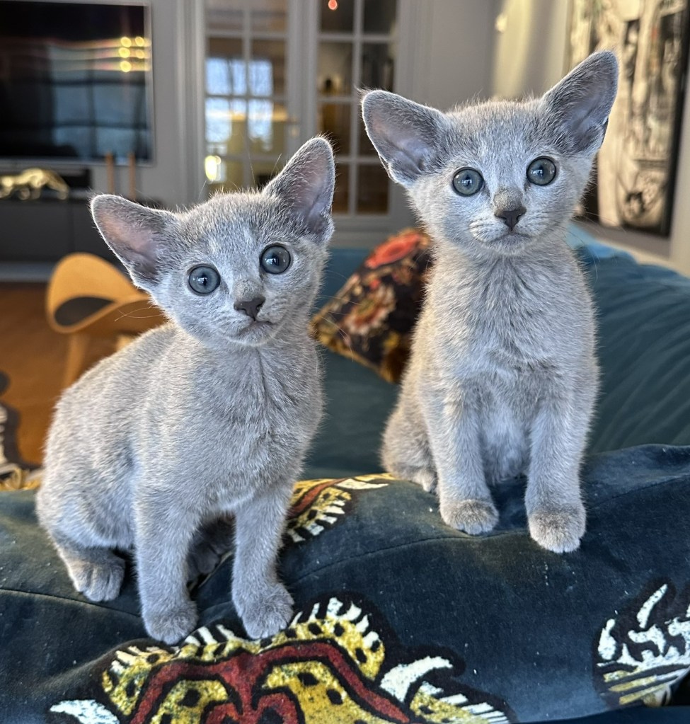 russian blue kittens peach and poppy from furbonacci cattery