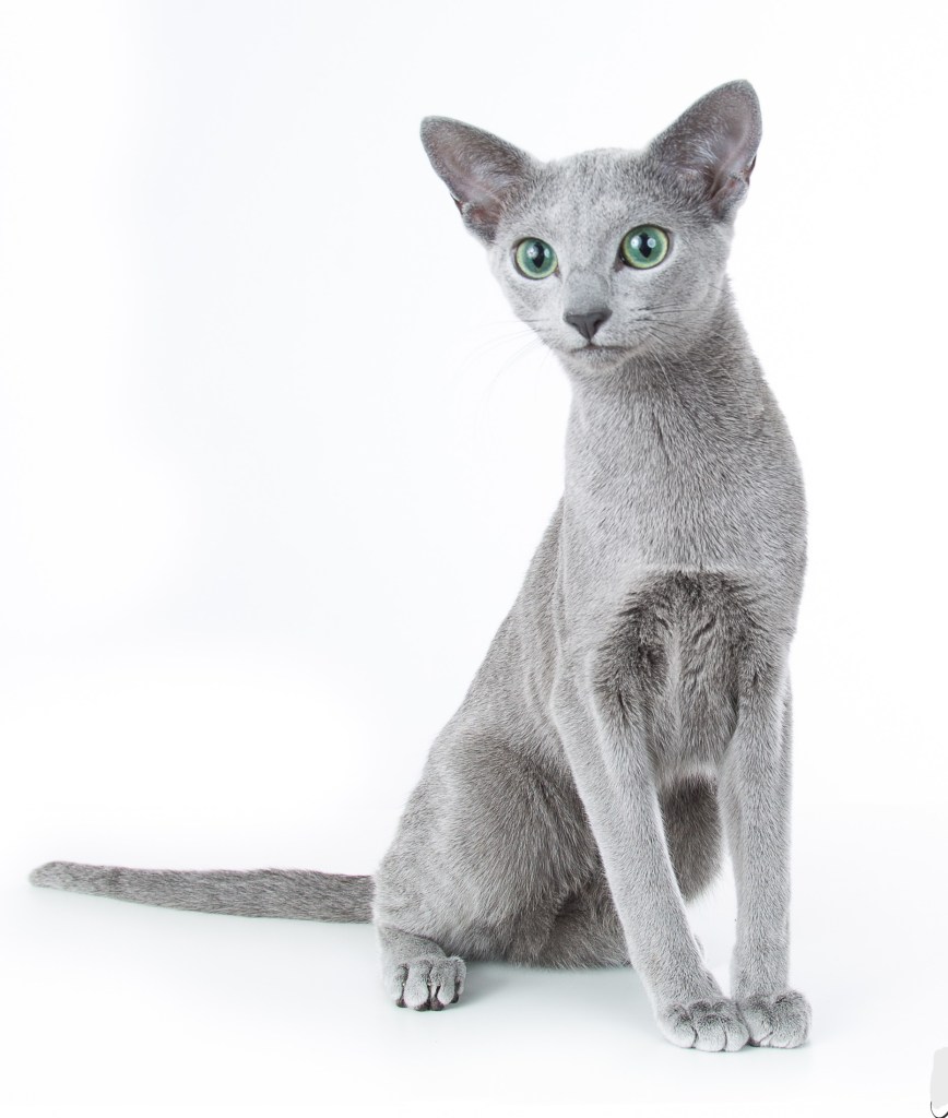 Elegant Russian Blue cat sitting with perfect posture on a white background.