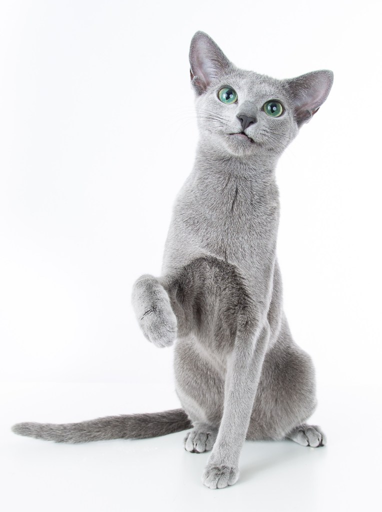 Playful Russian Blue cat lifting a paw on a white background.