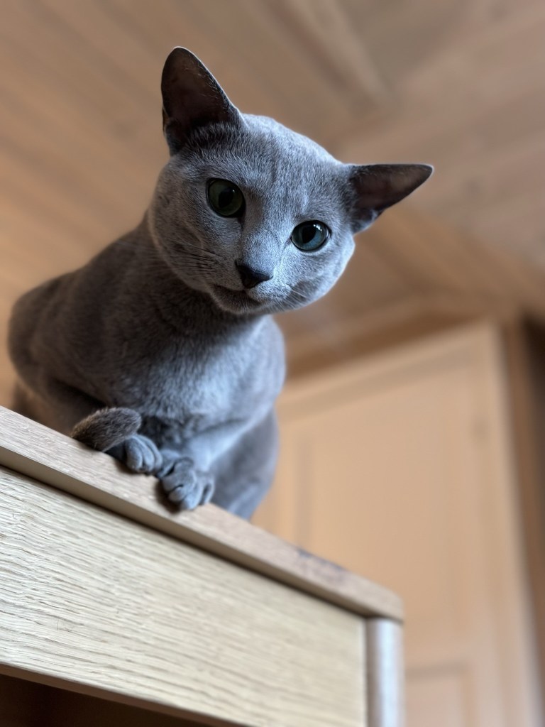 russian blue cat sitting on a table looking down