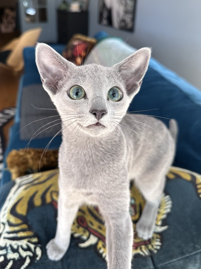 stunning russian blue kitten from firbonacci cattery in norway