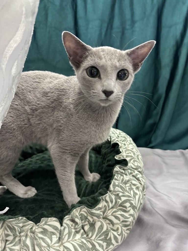 CC arriving at the show, making herself at home in her cage