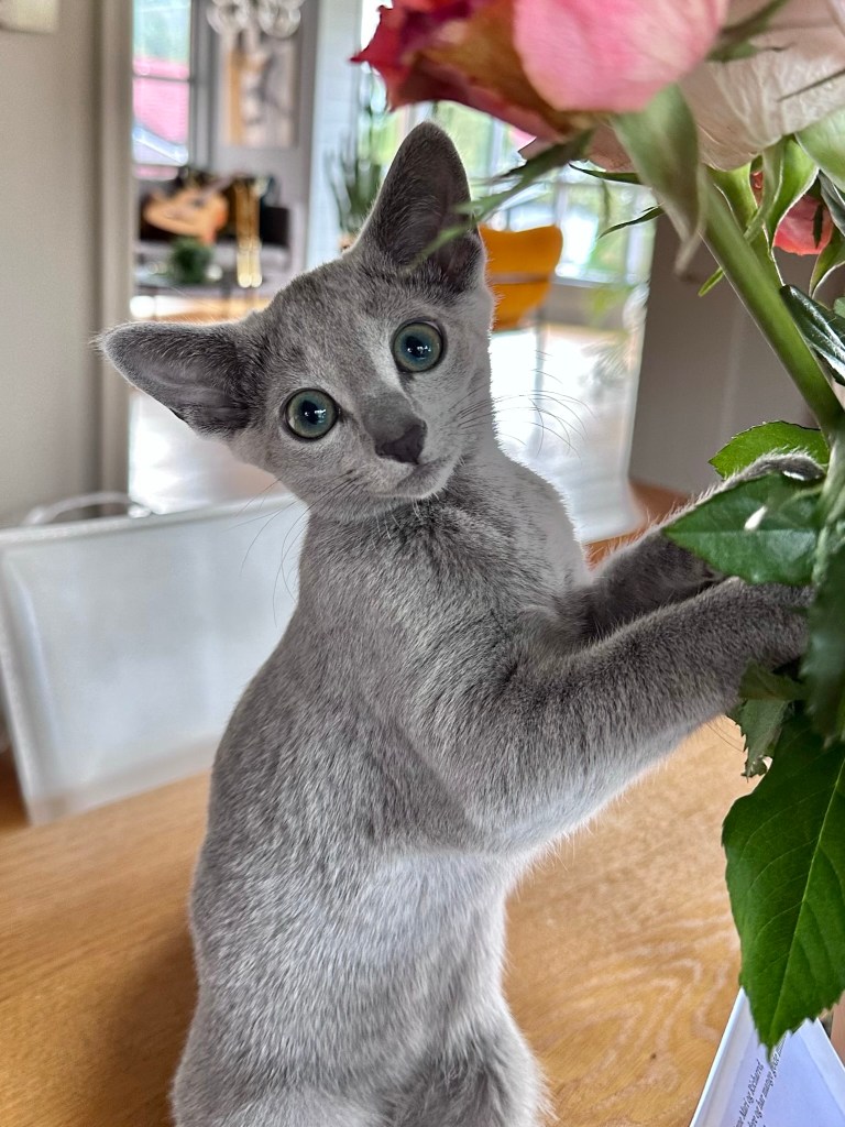 russian blue kattunge med blomster