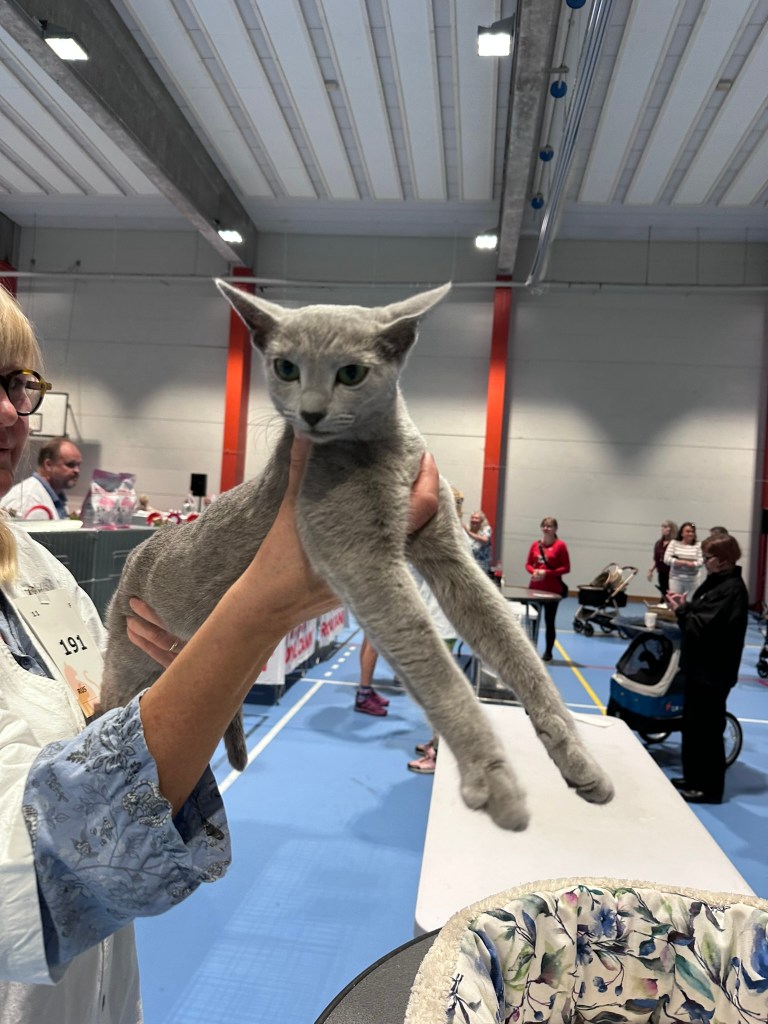 Getting to know the assistent and practising posing before best in show