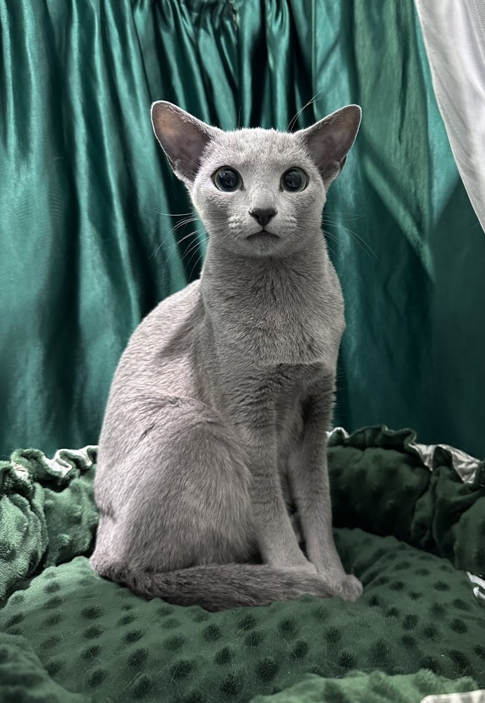 russian blue cat at VTR cat show