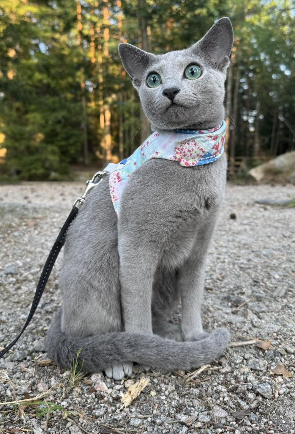 beautiful russian blue cat out on a walk in a harness