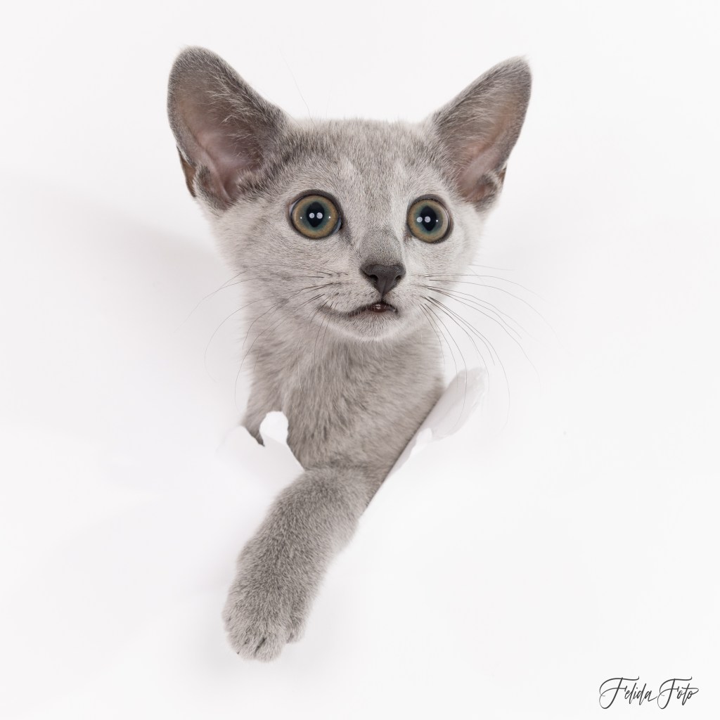 Russian Blue kitten Hope, curious and confident, pale blue coat and sweet expression.