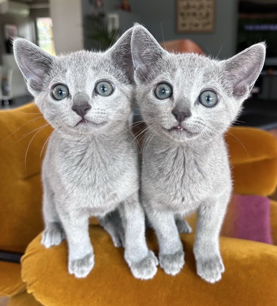 russian-blue-kattunger-sequins-og-sodapop-fra-furbonacci-oppdrett