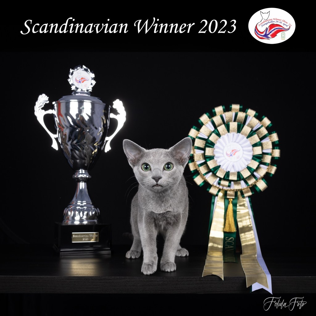 russian blue cat bellamy with his award at scandinavian winner show
