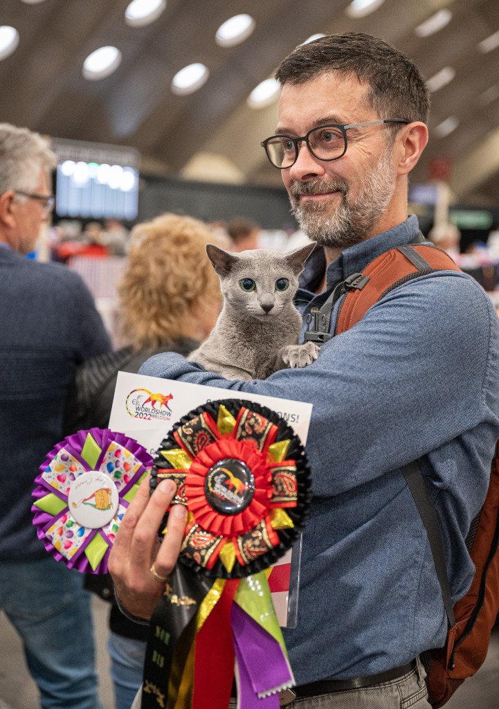 Russian Blue cat Buffy at the Fife World Winner Show 2022 with rosettes, Best in Variety winner and nominated for Best in Show