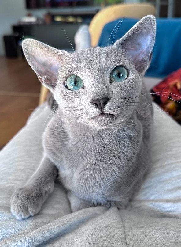 Close-up of a Russian Blue cat with green eyes and silvery coat.