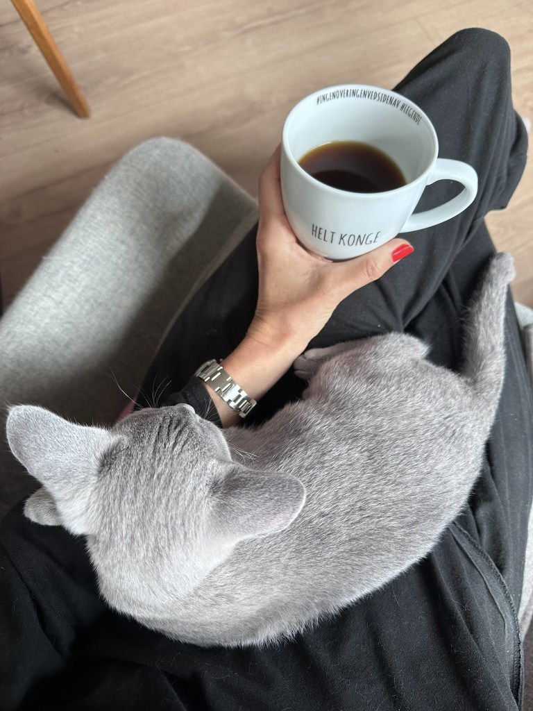 Russian Blue cat curled up on a person’s lap next to a coffee cup.