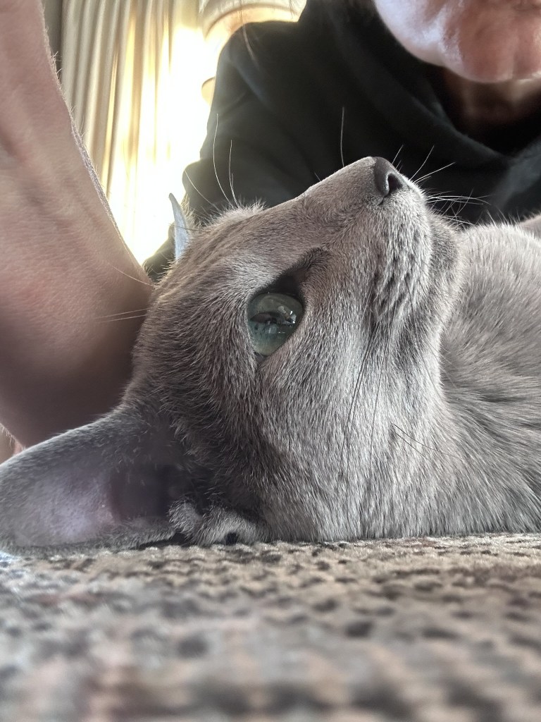 Close-up of a Russian Blue cat lying on the floor, gazing up with bright green eyes.