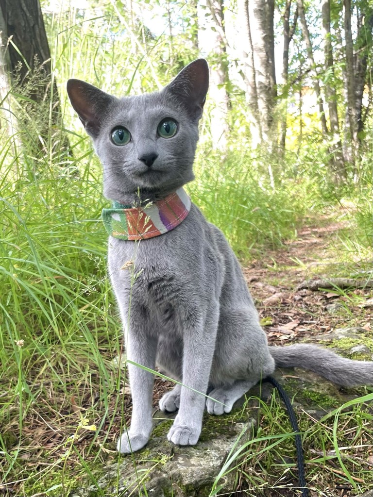 Russian Blue cat sitting on forest path wearing a colorful harness, enjoying safe outdoor time