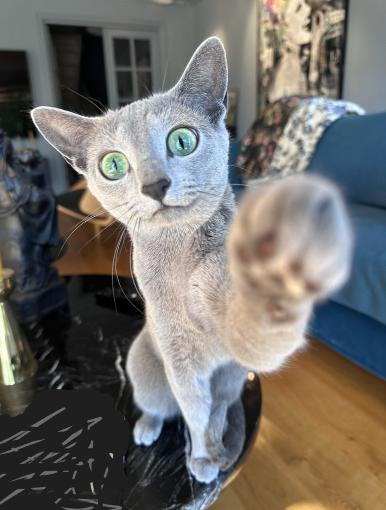 Russian Blue cat reaching its paw toward the camera, playful and curious.