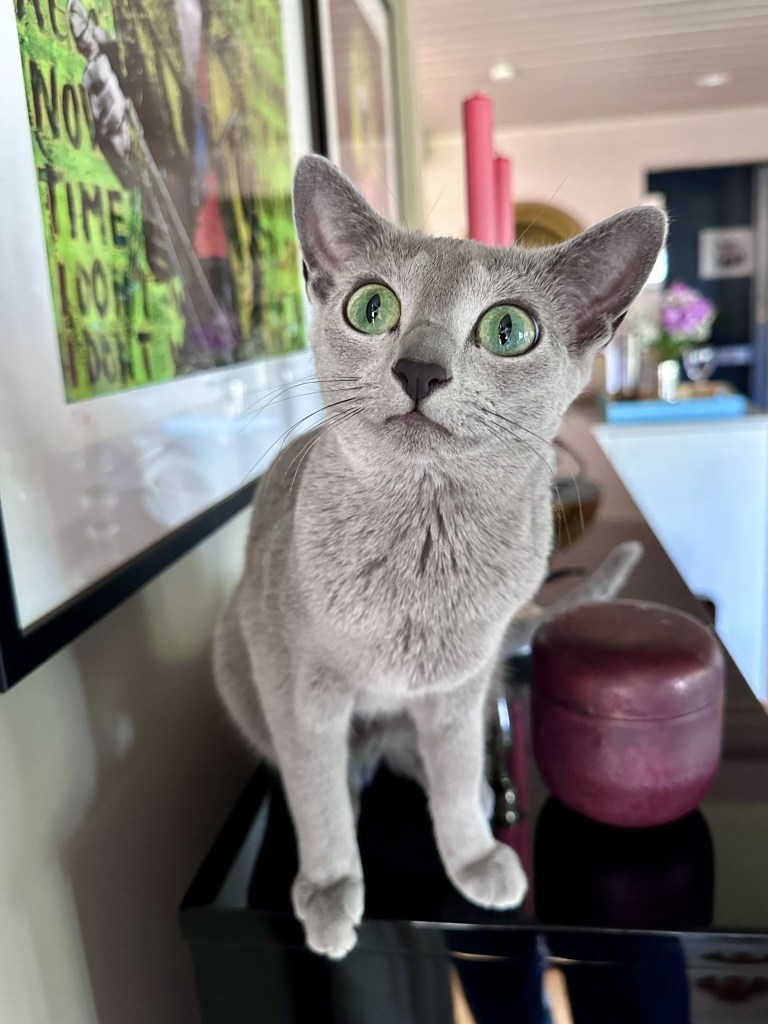 Russian Blue-katt med store grønne øyne som står på et bord og ser oppmerksomt opp.